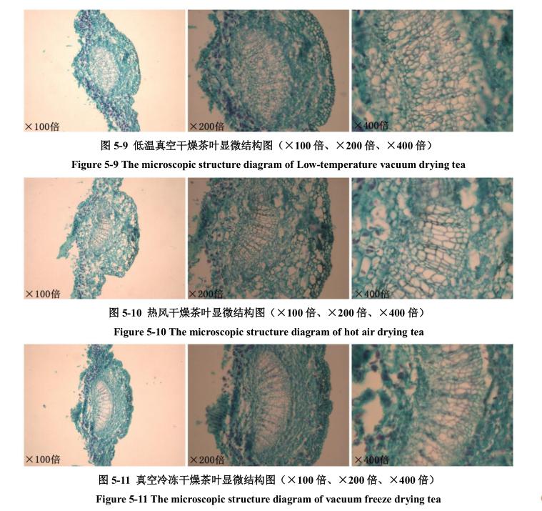 低溫真空干燥對鐵觀音茶葉顯微結(jié)構(gòu)影響